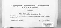 Image of Clitocybe metachroa